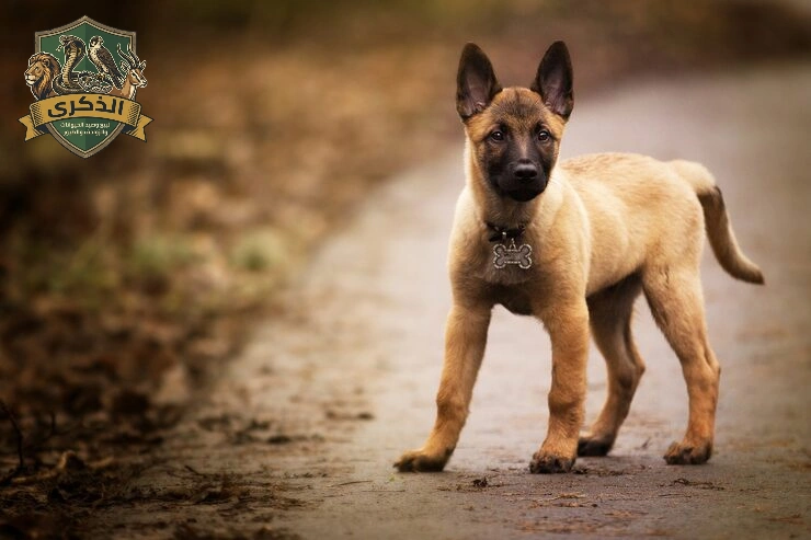 مكافحة الحيوانات الضالة